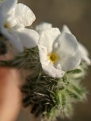 Cryptantha clevelandii