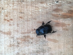 Homocopris torulosus