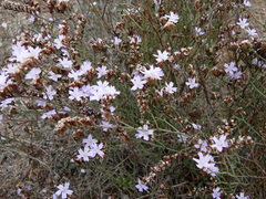 Limonium oleifolium