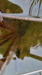 Pelobates fuscus insubricus