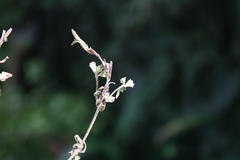 Chascanum cuneifolium