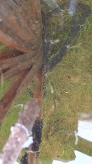 Pelobates fuscus insubricus