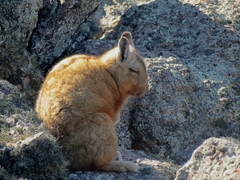 Wolffsohn's Mountain Viscacha photo 2