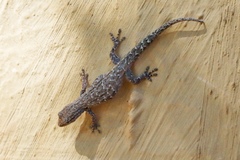 Lygodactylus incognitus