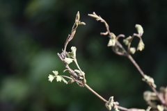 Chascanum cuneifolium