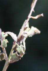 Chascanum cuneifolium