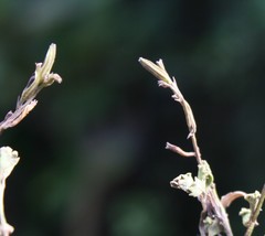 Chascanum cuneifolium