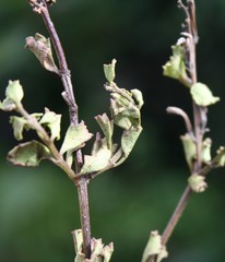 Chascanum cuneifolium