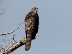 Accipiter chilensis