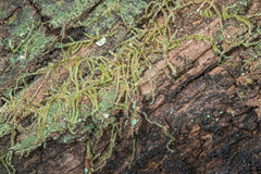 Hypnum chrysogaster