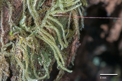 Hypnum chrysogaster