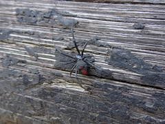 Latrodectus mirabilis