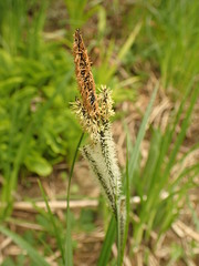 Carex elata