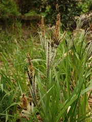 Carex elata