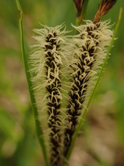 Carex elata