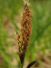 Carex elata