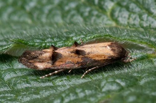 Mompha idaei Zeller, 1839