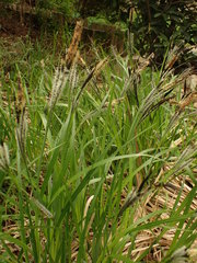 Carex elata