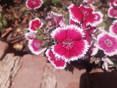 Dianthus chinensis × barbatus