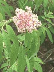 Sambucus racemosa racemosa