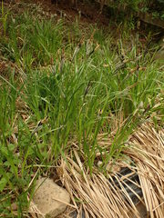 Carex elata