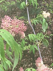 Sambucus racemosa racemosa