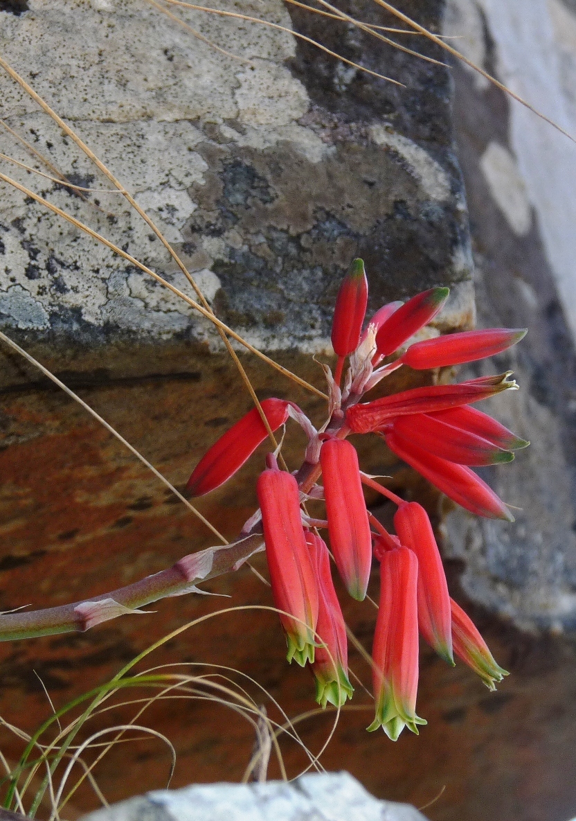 Aloe challisii