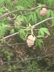 Sambucus racemosa racemosa
