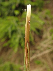 Carex elata