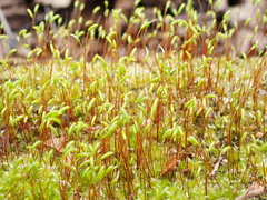 Herzogiella seligeri