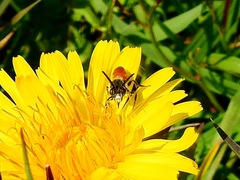 Nomada fabriciana