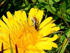 Nomada fabriciana