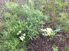 Baptisia bracteata leucophaea