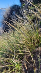 Melica californica