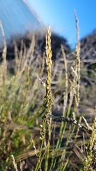 Melica californica