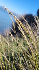 Melica californica