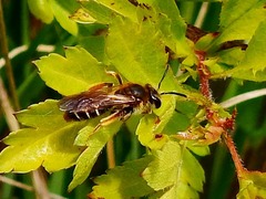 Andrena chrysosceles