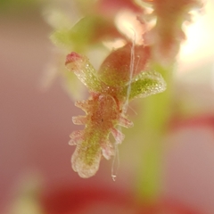 Rumex