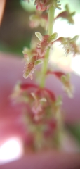 Rumex