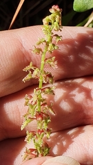 Rumex