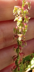 Rumex