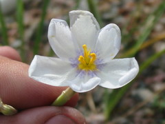 Calydorea alba