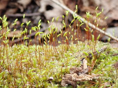 Herzogiella seligeri