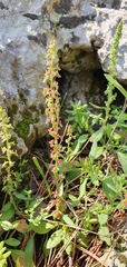 Rumex
