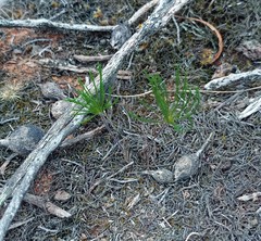 Eriospermum proliferum