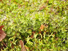 Herzogiella seligeri