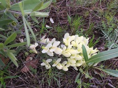 Baptisia bracteata leucophaea