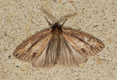 Chlenias belophora