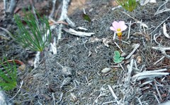 Eriospermum proliferum