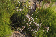 Erica articularis